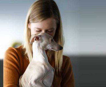 Are Italian Greyhounds Good for First-Time Owners