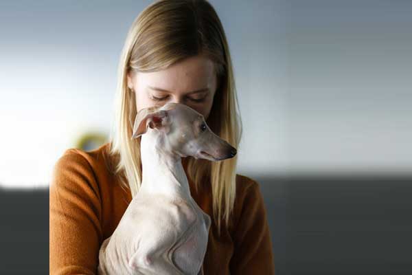 Are Italian Greyhounds Good for First-Time Owners