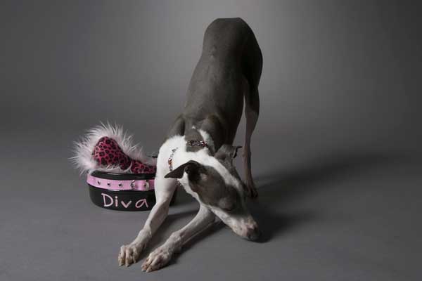 Do Italian Greyhounds Have a High Prey Drive? Leaping Into the Unknown