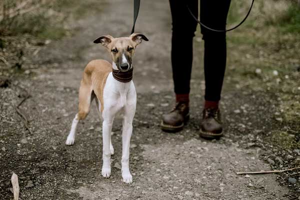 How Fast Can an Italian Greyhound Run? Breaking Records