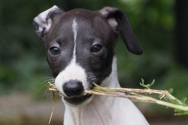Dealing with Your Italian Greyhound’s Separation Anxiety: Don’t Worry, You’re Not Alone!