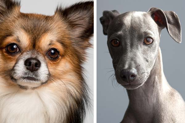 Italian Greyhound Chihuahua Mix: A Perfect Blend of Speed and Charm
