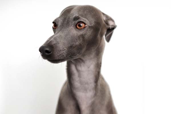 Are Italian Greyhounds Lazy? Discover the Truth About Their Energy Levels!