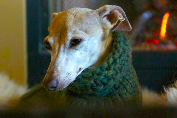 Can Italian Greyhounds Be Left Alone? The Ultimate Guide to Ensuring Your Dog’s Comfort and Safety!