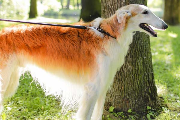 How Fast Can a Borzoi Run? Find Out the Mind-Blowing Speed of This Unique Breed!