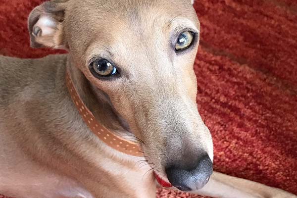 How to Care for an Italian Greyhound