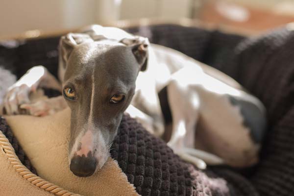 Italian Greyhound History: From Gladiators to Lapdogs – The Transformation of a Breed