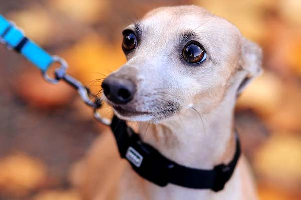 Italian Greyhound Temperament: A Perfect Blend of Affection and Agility