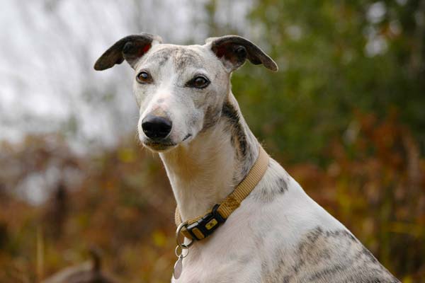 Whippet Behavior Problems: How to Overcome the Most Common Challenges