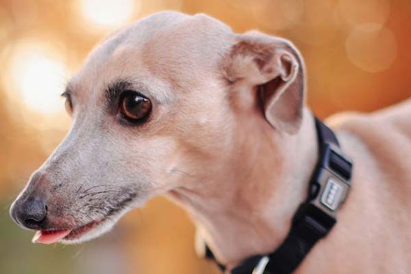 Why Do Italian Greyhounds Shake? How to Comfort Your Nervous Pup!