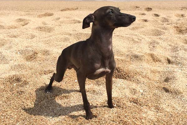 Italian Greyhound Care: Tips and Tricks for Happy and Healthy Pups